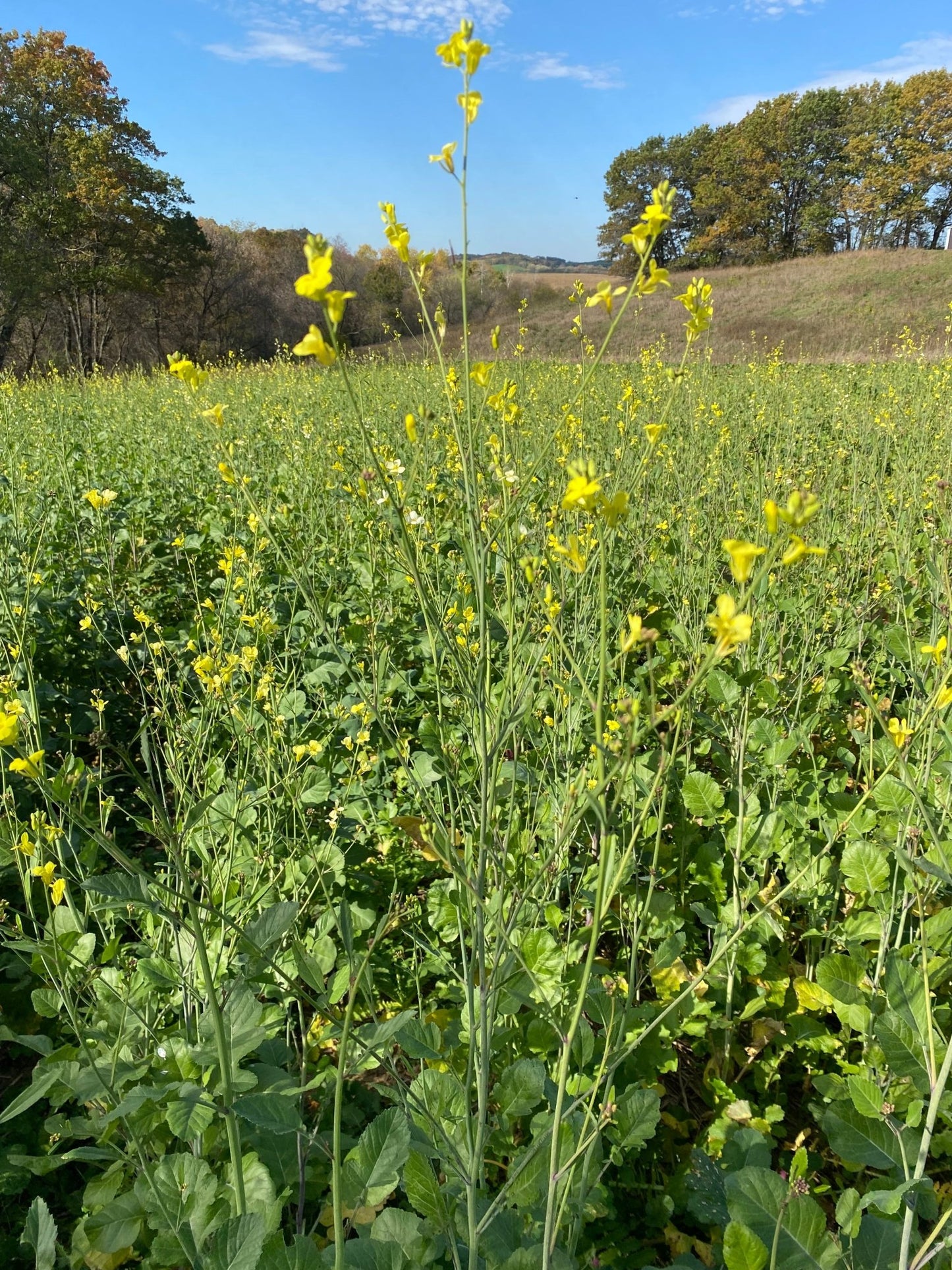 Rapeseed - Hale Habitat & Seed