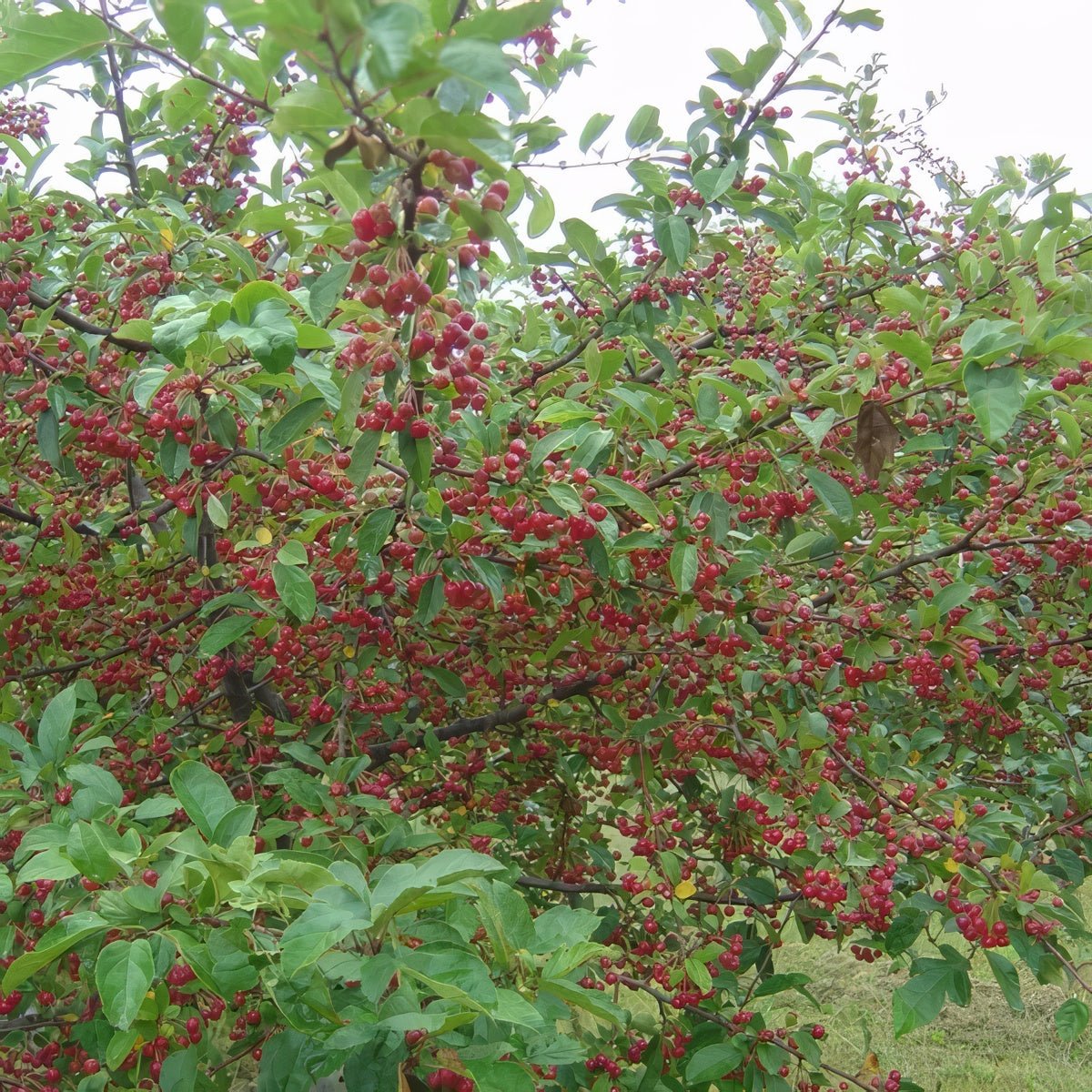Shrub & Thicket Bundle - 10 Shrubs and Kits - Hale Habitat & Seed