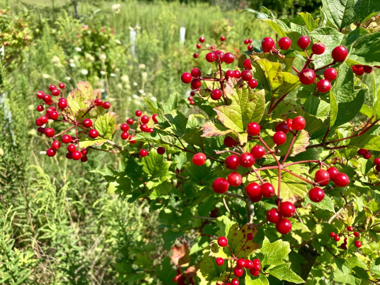 Shrub & Thicket Bundle - 10 Shrubs and Kits - Hale Habitat & Seed