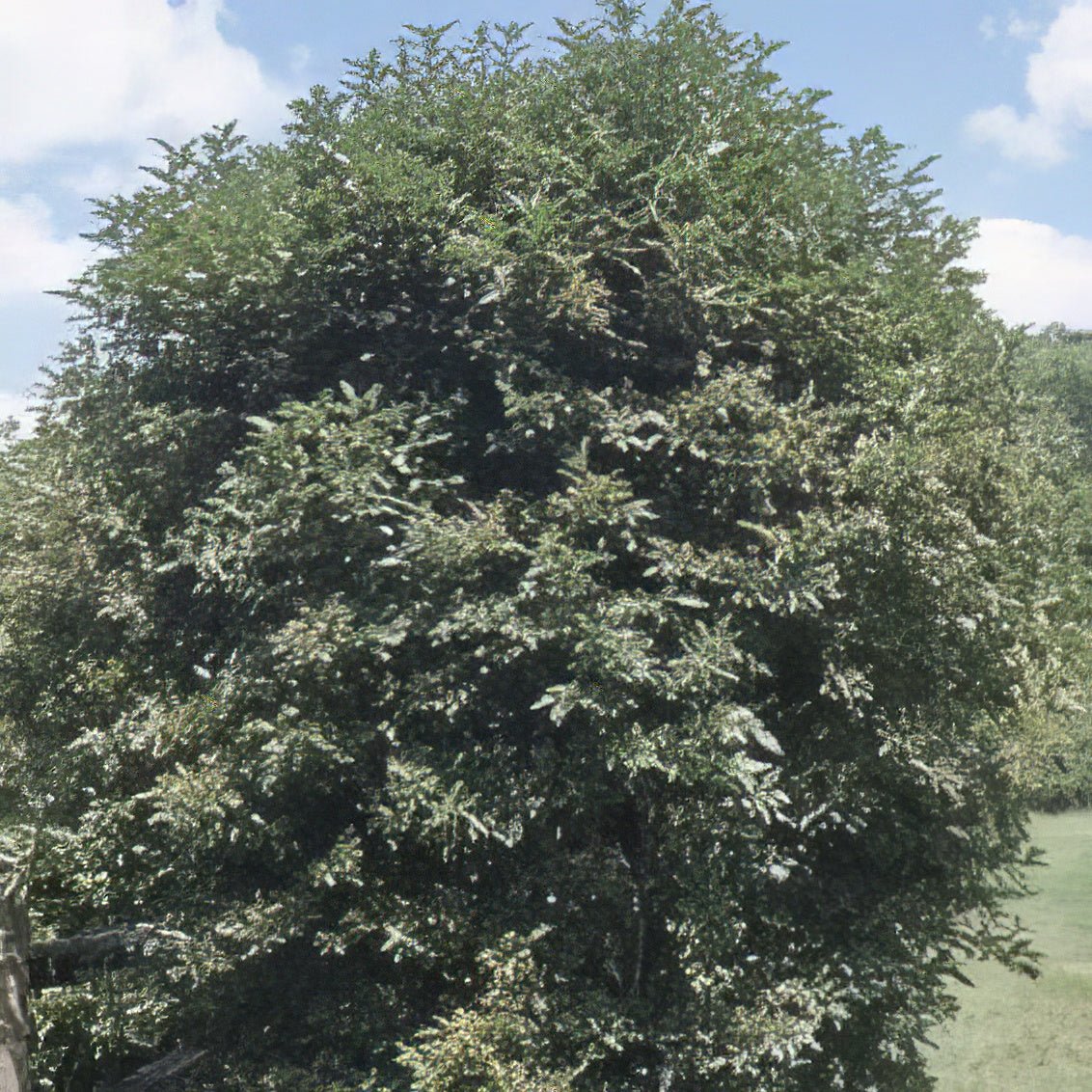 Shrub & Thicket Bundle - 10 Shrubs and Kits - Hale Habitat & Seed