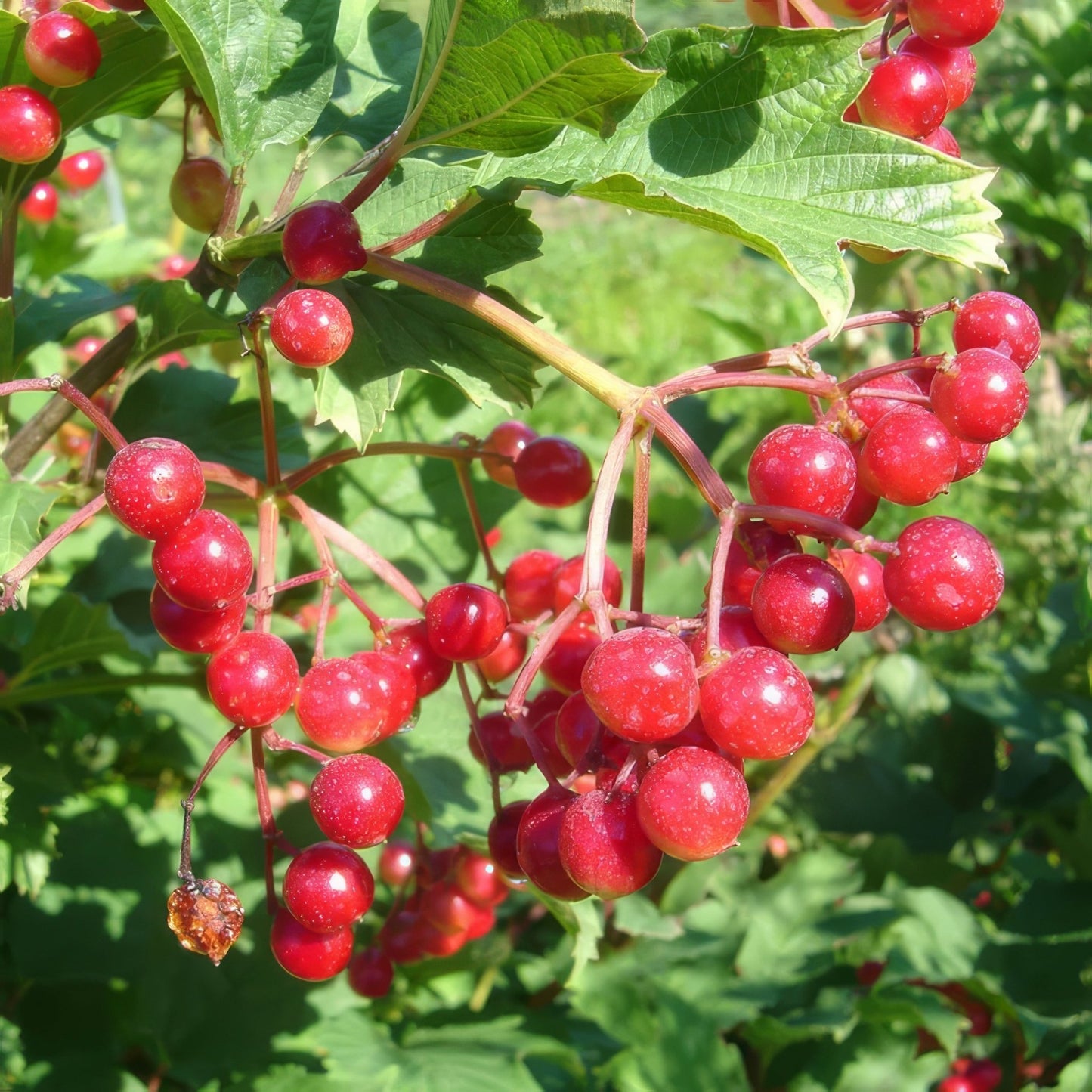 Shrub & Thicket Bundle - 10 Shrubs and Kits - Hale Habitat & Seed