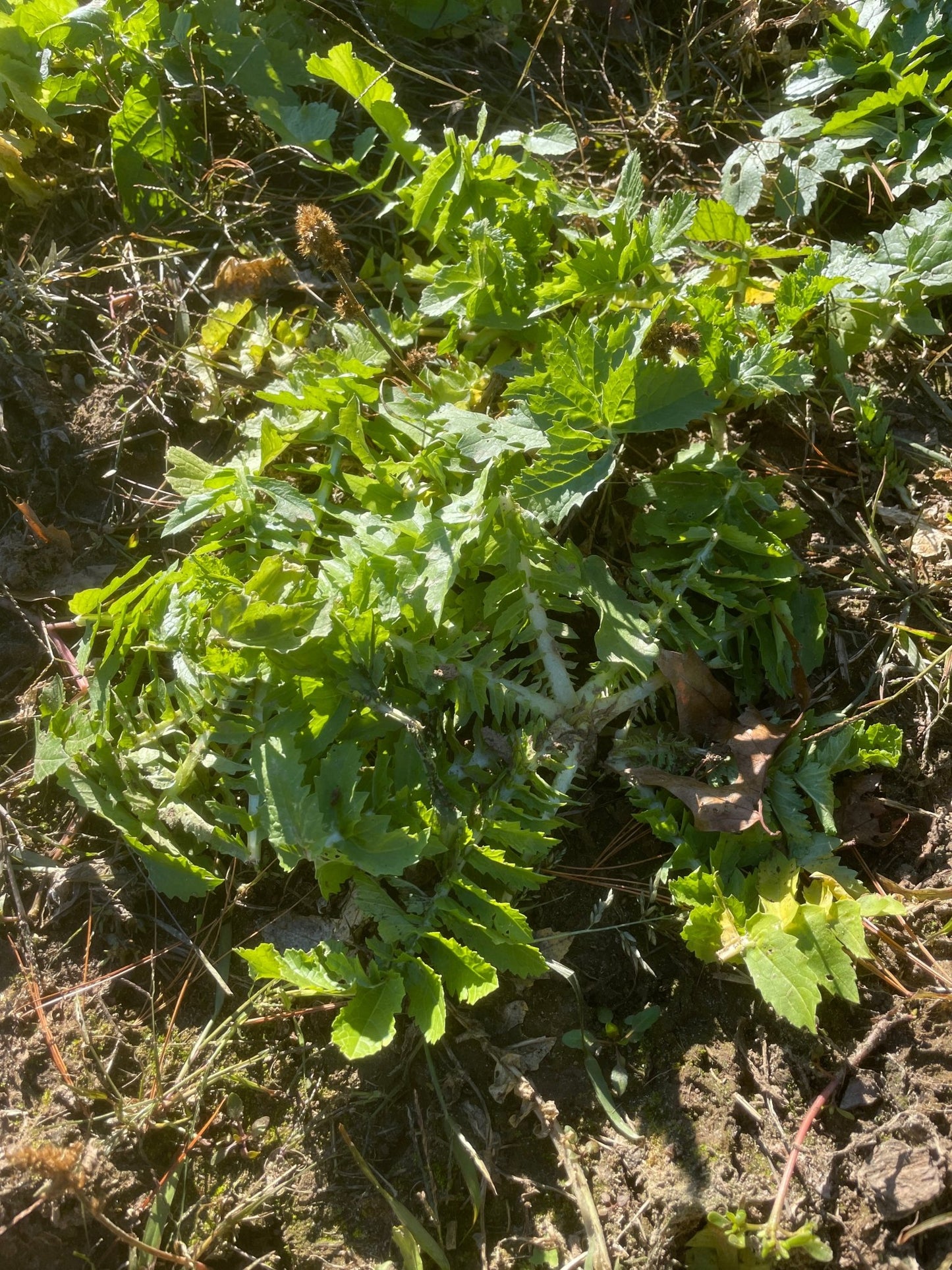 Small Burnet - Hale Habitat & Seed
