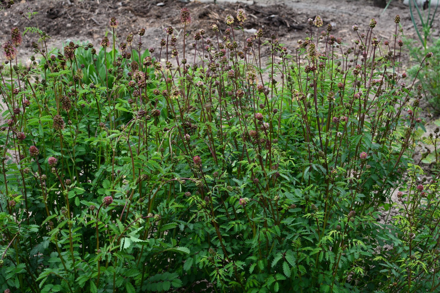Small Burnet - Hale Habitat & Seed