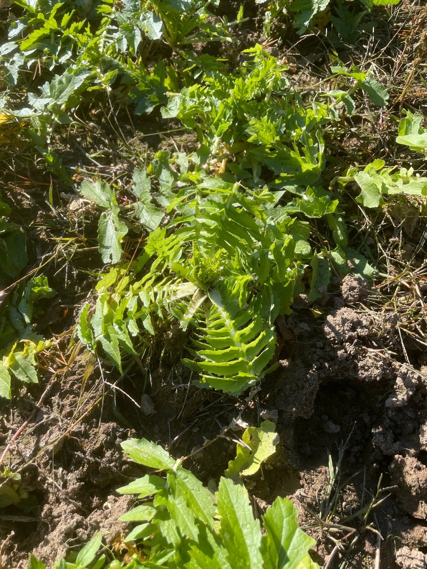 Small Burnet - Hale Habitat & Seed