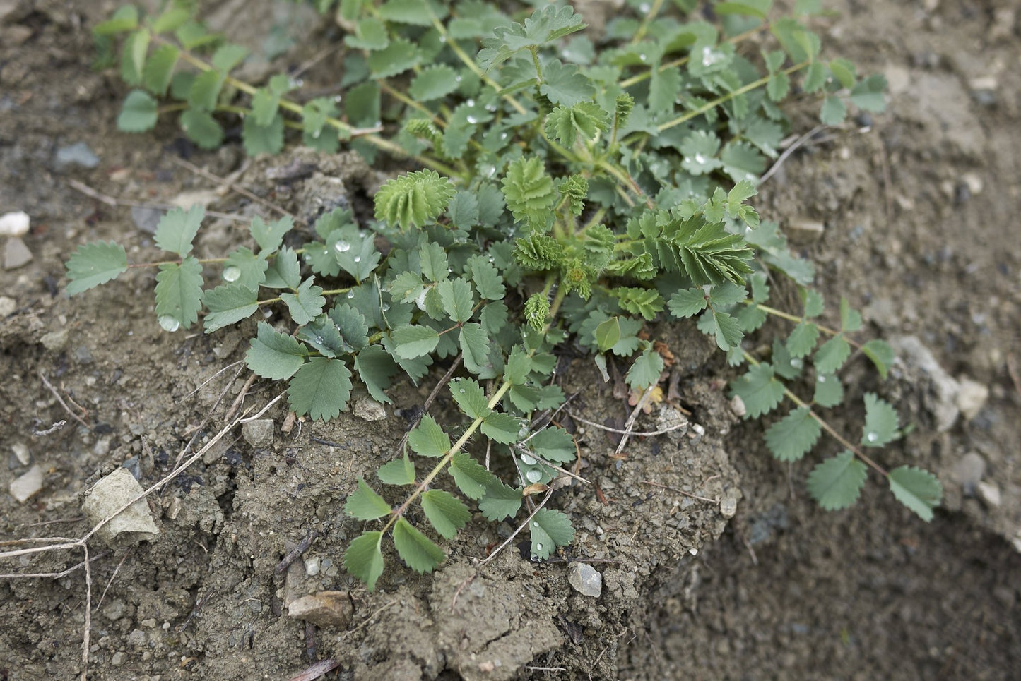 Small Burnet - Hale Habitat & Seed