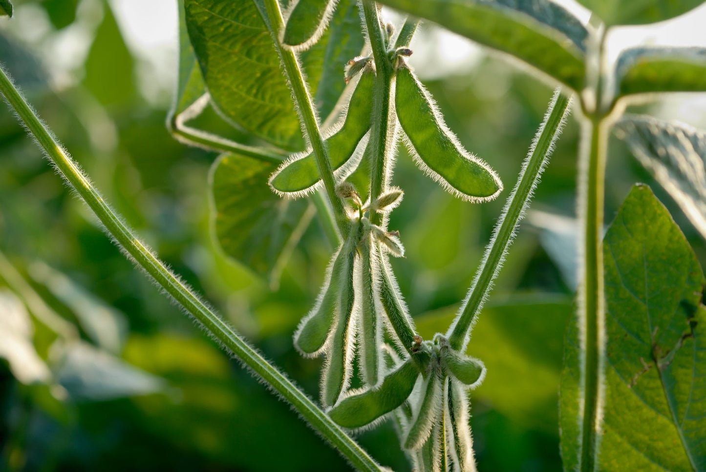 Soybean (Conventional, Forage) - Hale Habitat & Seed