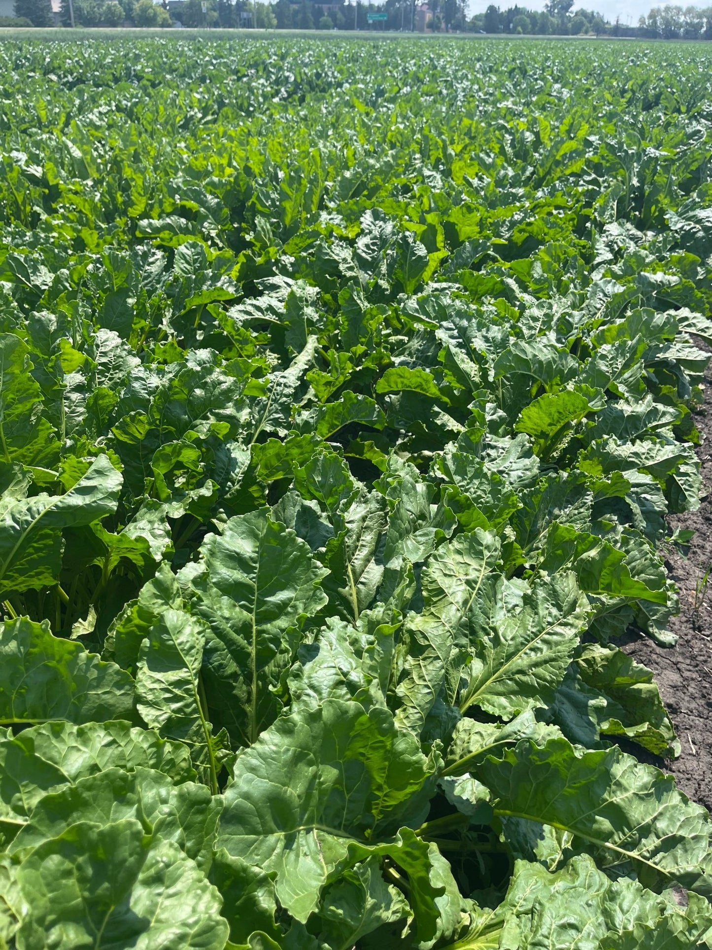 Sugar Beet - Hale Habitat & Seed