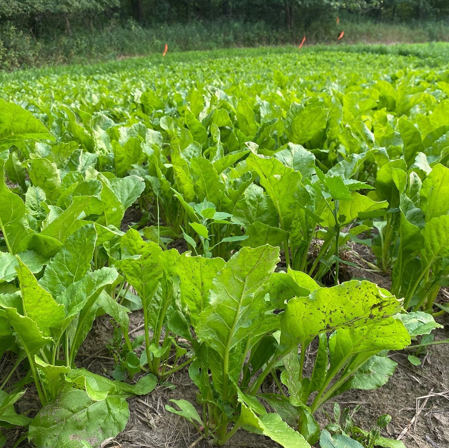 Sugar Beet - Hale Habitat & Seed