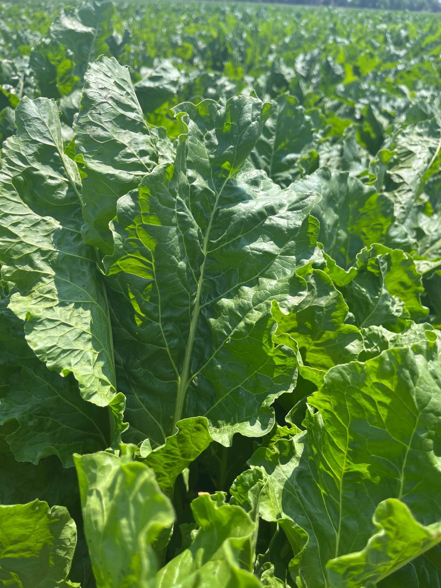 Sugar Beet - Hale Habitat & Seed