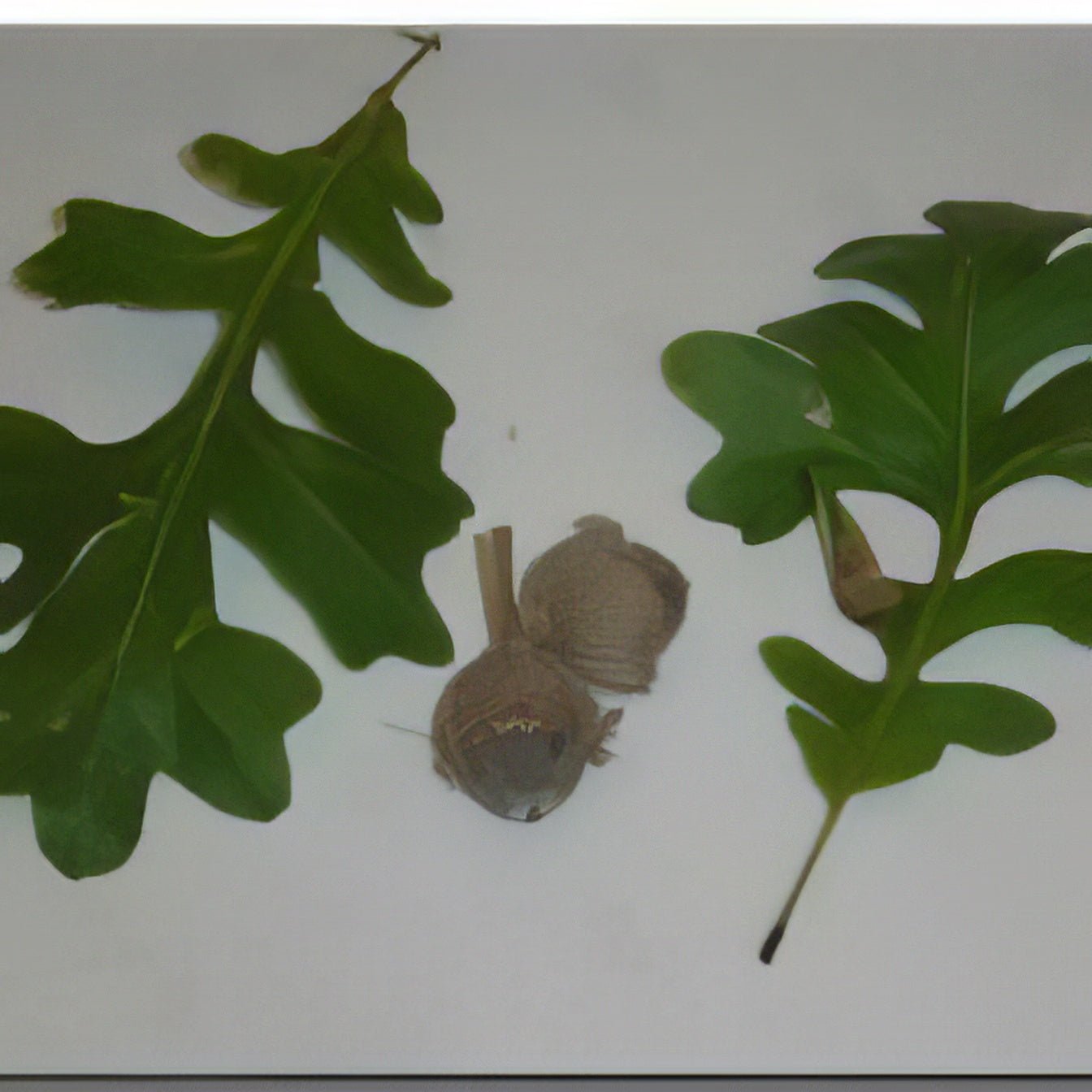 Swamp Oak Tree Bundle - 10 Trees and Kits - Hale Habitat & Seed