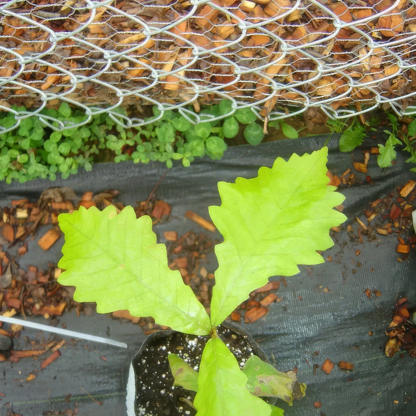 Swamp Oak Tree Bundle - 10 Trees and Kits - Hale Habitat & Seed