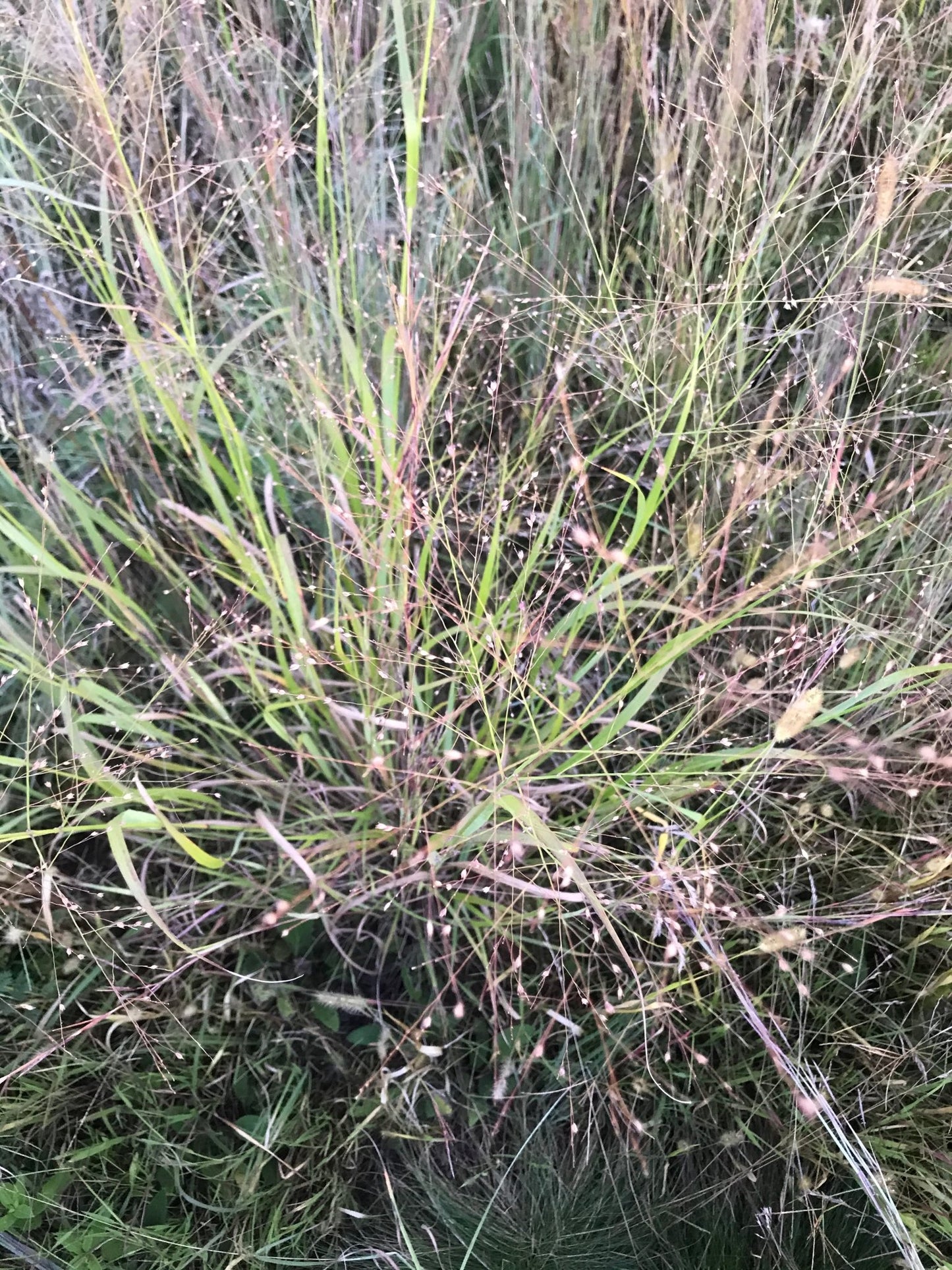 Switchgrass (Cave - in - Rock) - Hale Habitat & Seed
