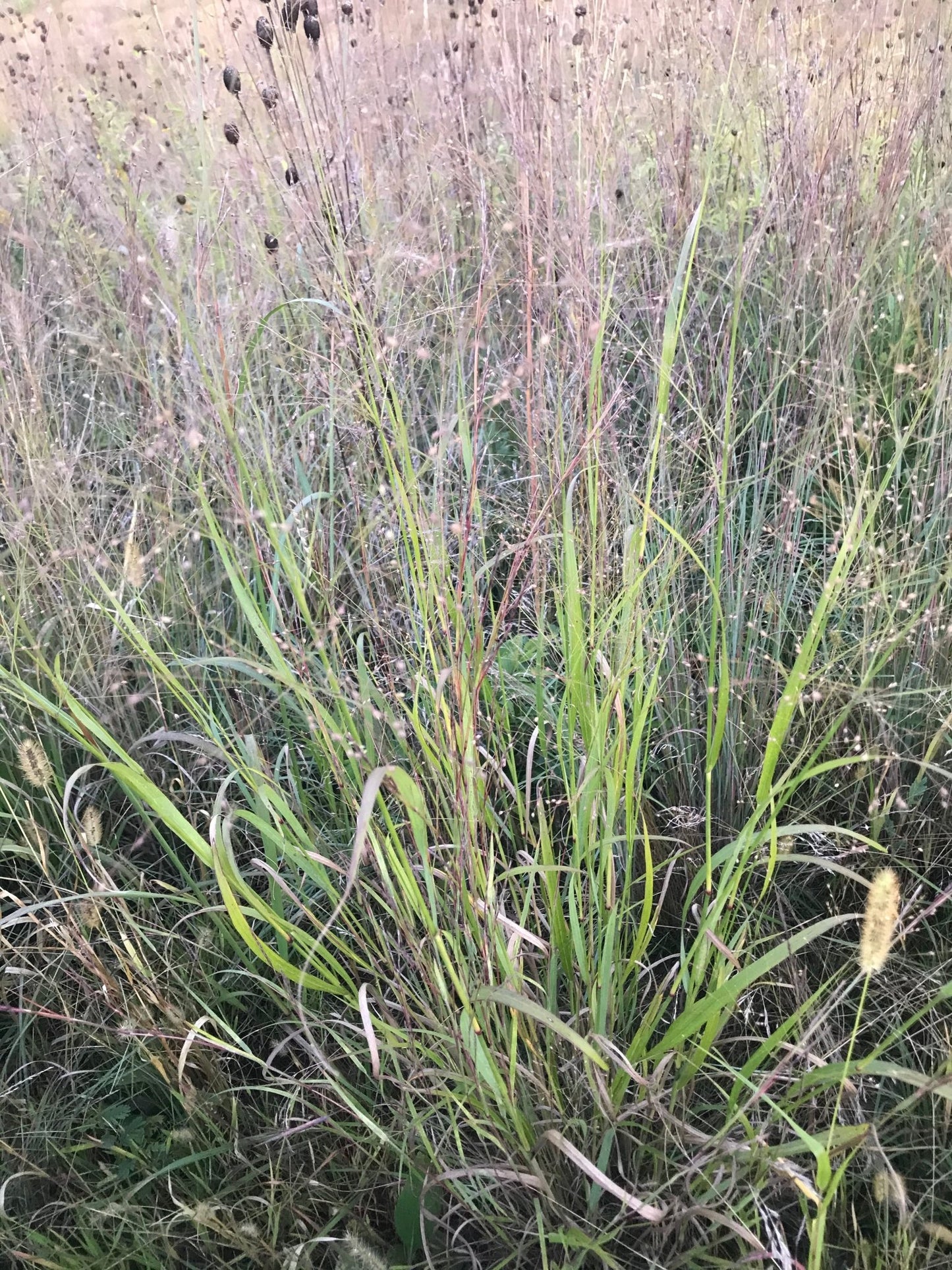 Switchgrass (Cave - in - Rock) - Hale Habitat & Seed