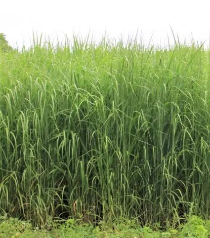 Switchgrass (RC Big Rock) - Hale Habitat & Seed