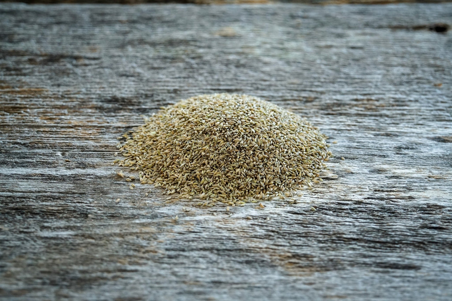 Switchgrass (RC Big Rock) - Hale Habitat & Seed