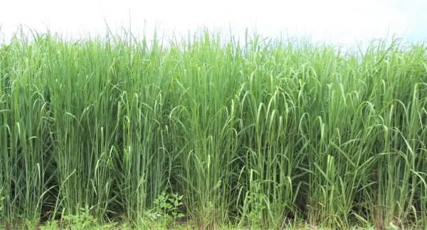 Switchgrass (RC Big Rock) - Hale Habitat & Seed