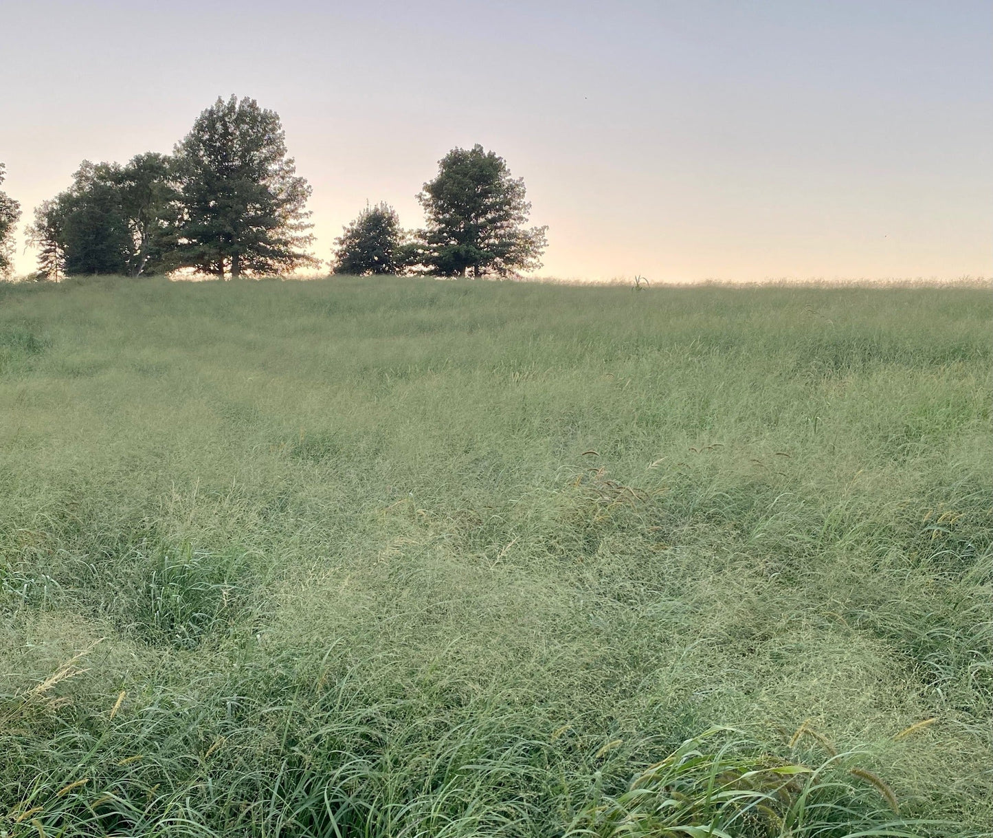 Switchgrass (RC Big Rock) - Hale Habitat & Seed