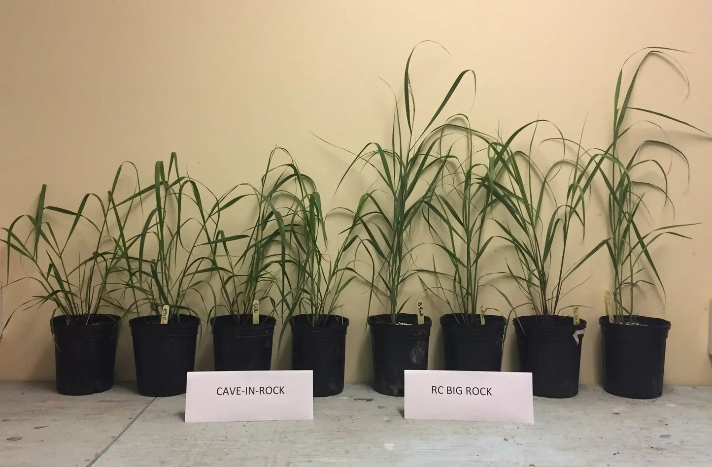 Switchgrass (RC Big Rock) - Hale Habitat & Seed