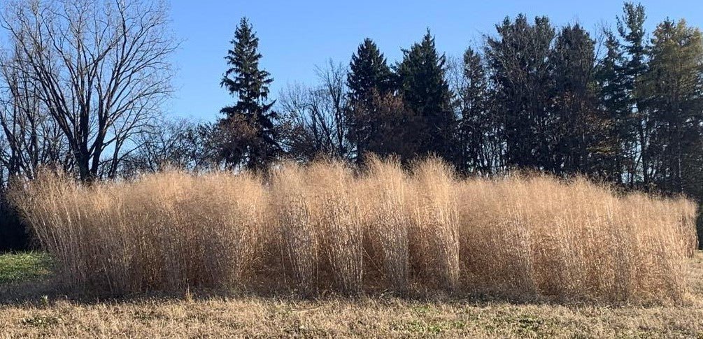 Switchgrass (RC Sundance) - Hale Habitat & Seed