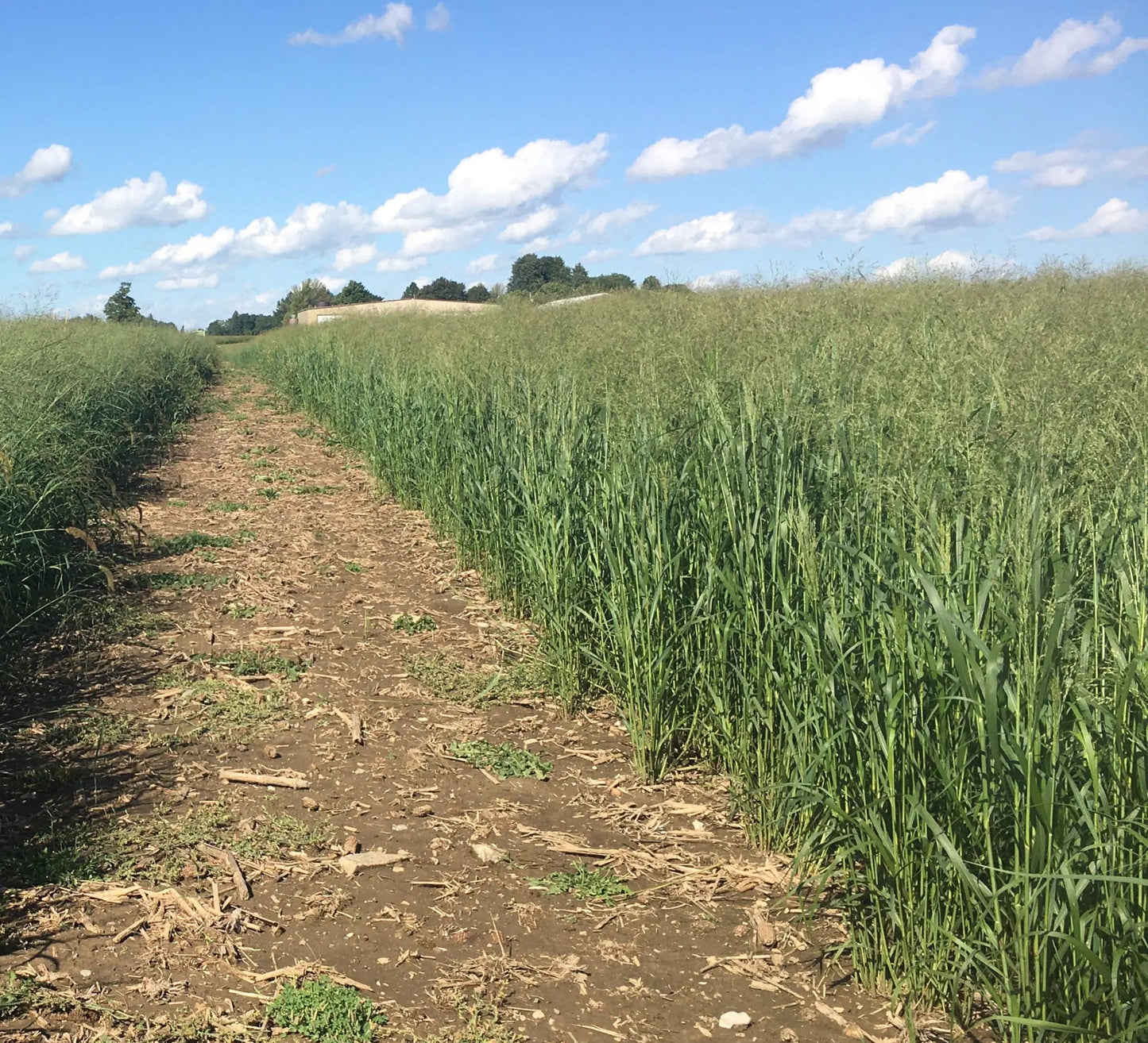 Switchgrass (RC Tecumseh) - Hale Habitat & Seed