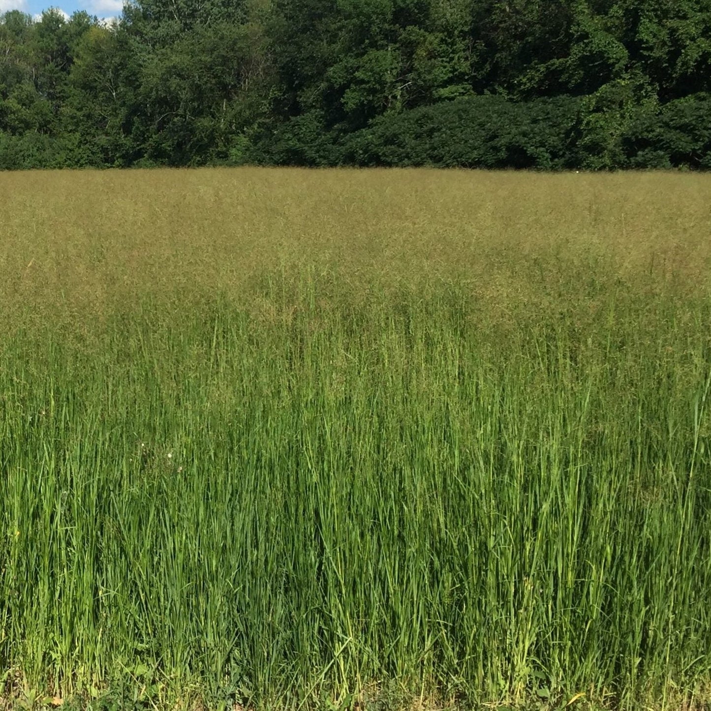 Switchgrass (RC Tecumseh) - Hale Habitat & Seed