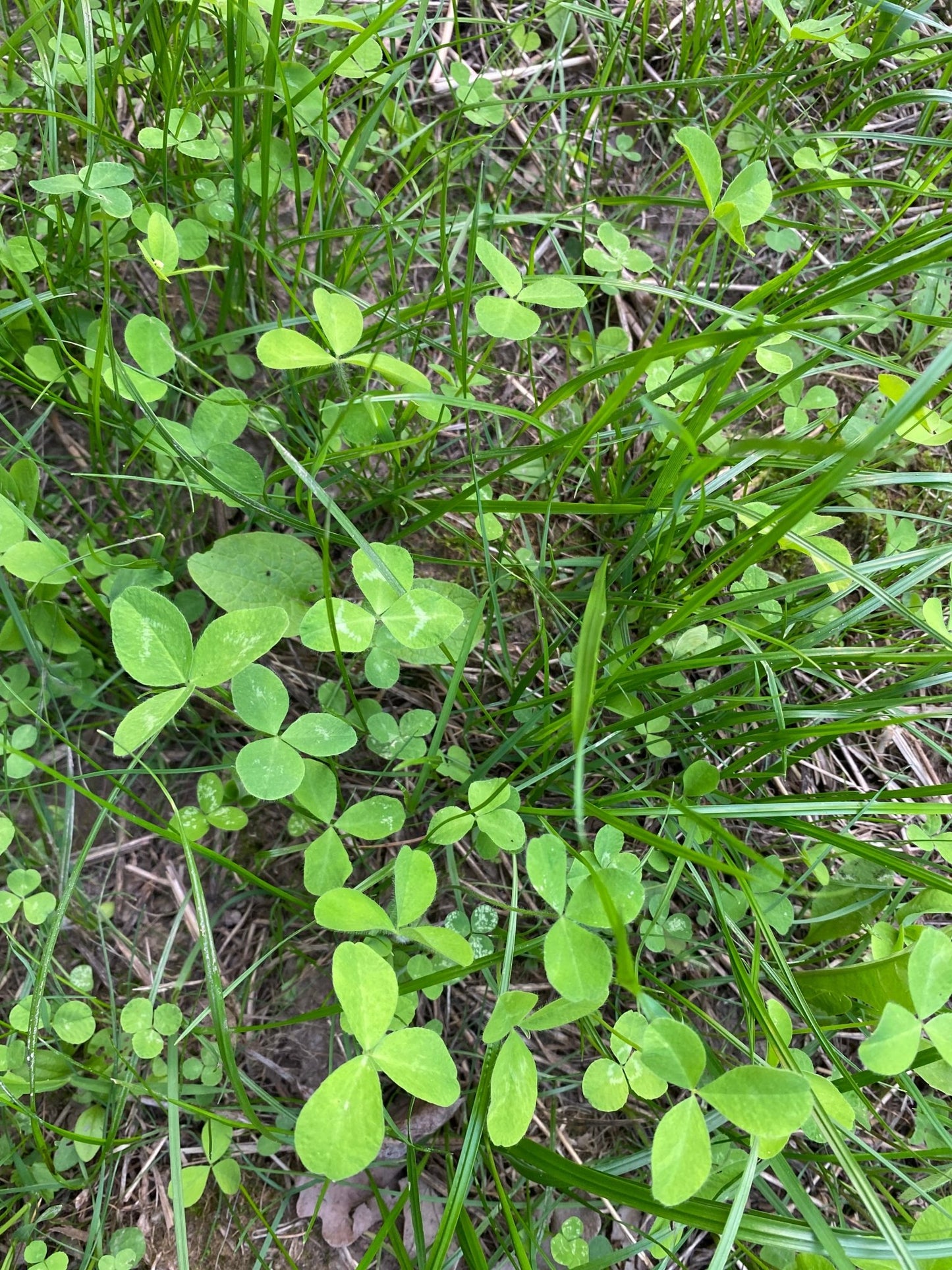 Trail Mix - Hale Habitat & Seed