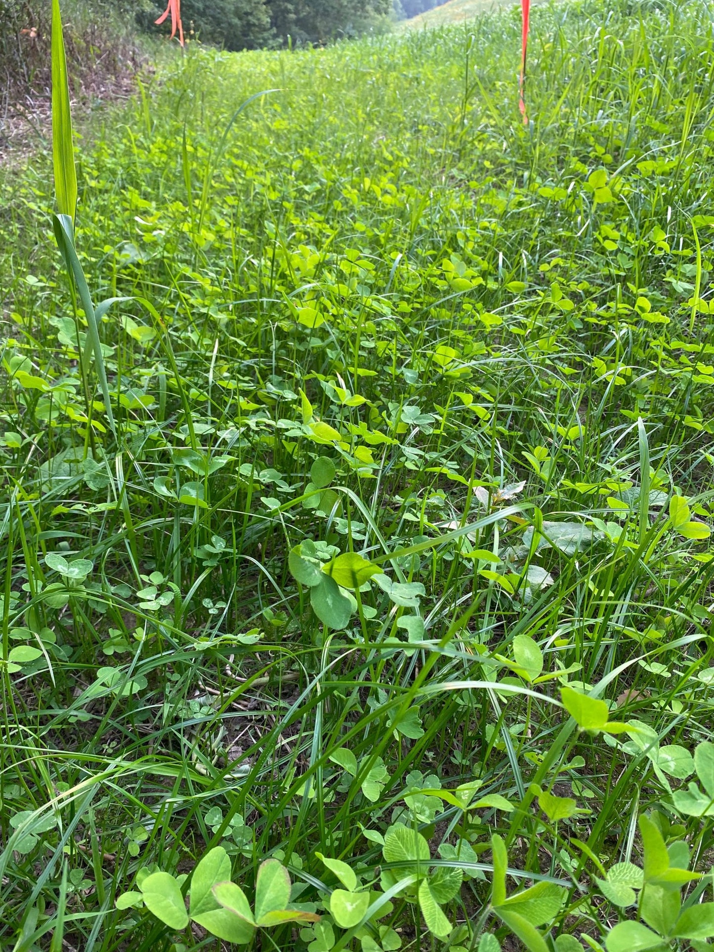 Trail Mix - Hale Habitat & Seed