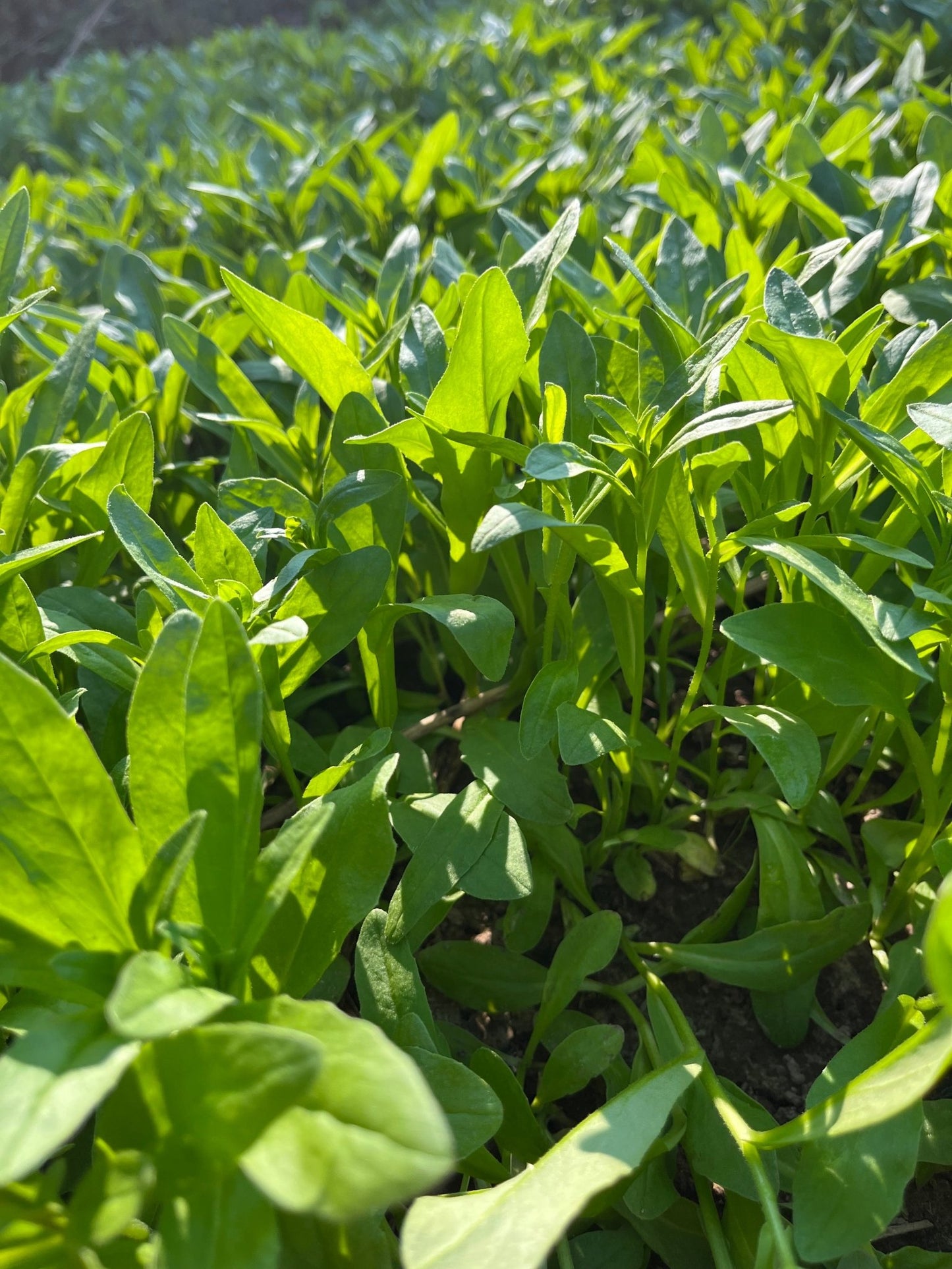 Winter Camelina - Hale Habitat & Seed