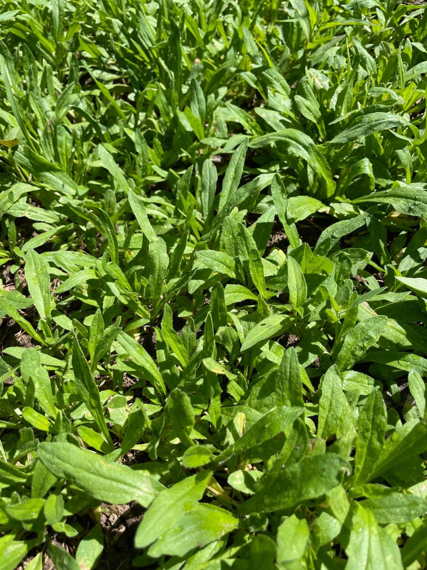 Winter Camelina - Hale Habitat & Seed