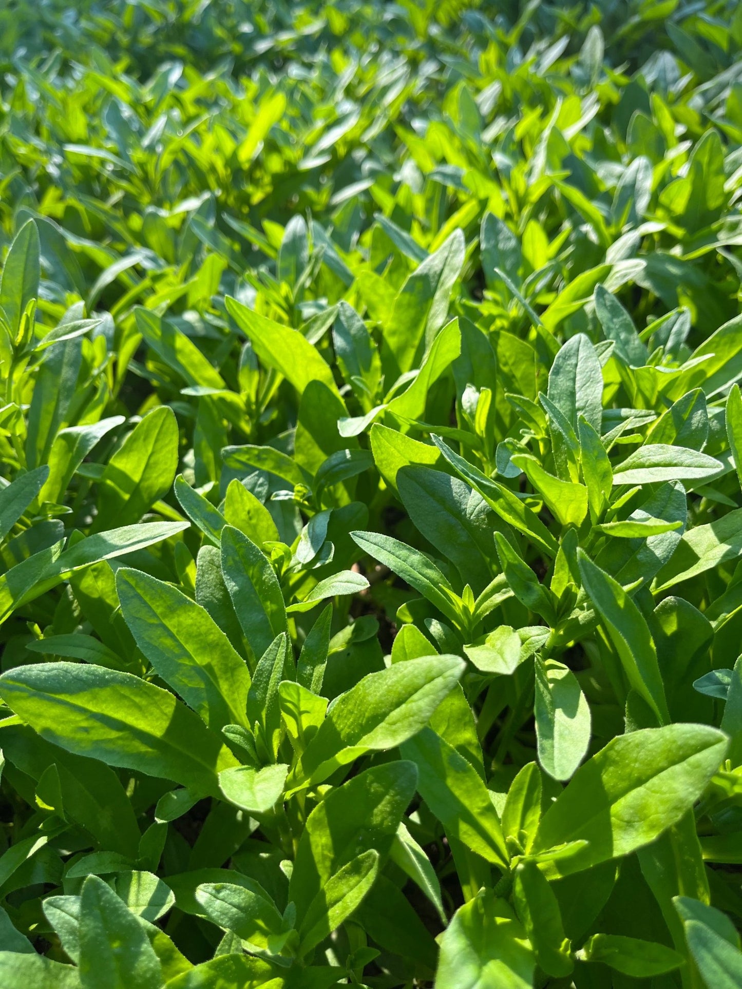 Winter Camelina - Hale Habitat & Seed