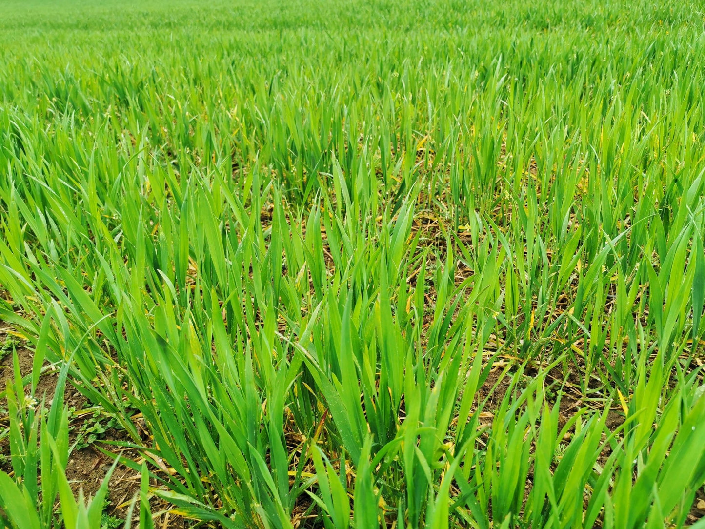 Winter Rye - Hale Habitat & Seed