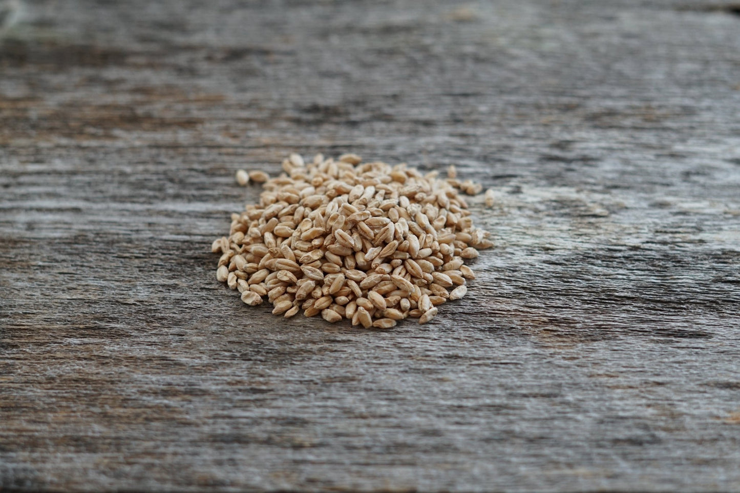 Winter Triticale - Hale Habitat & Seed
