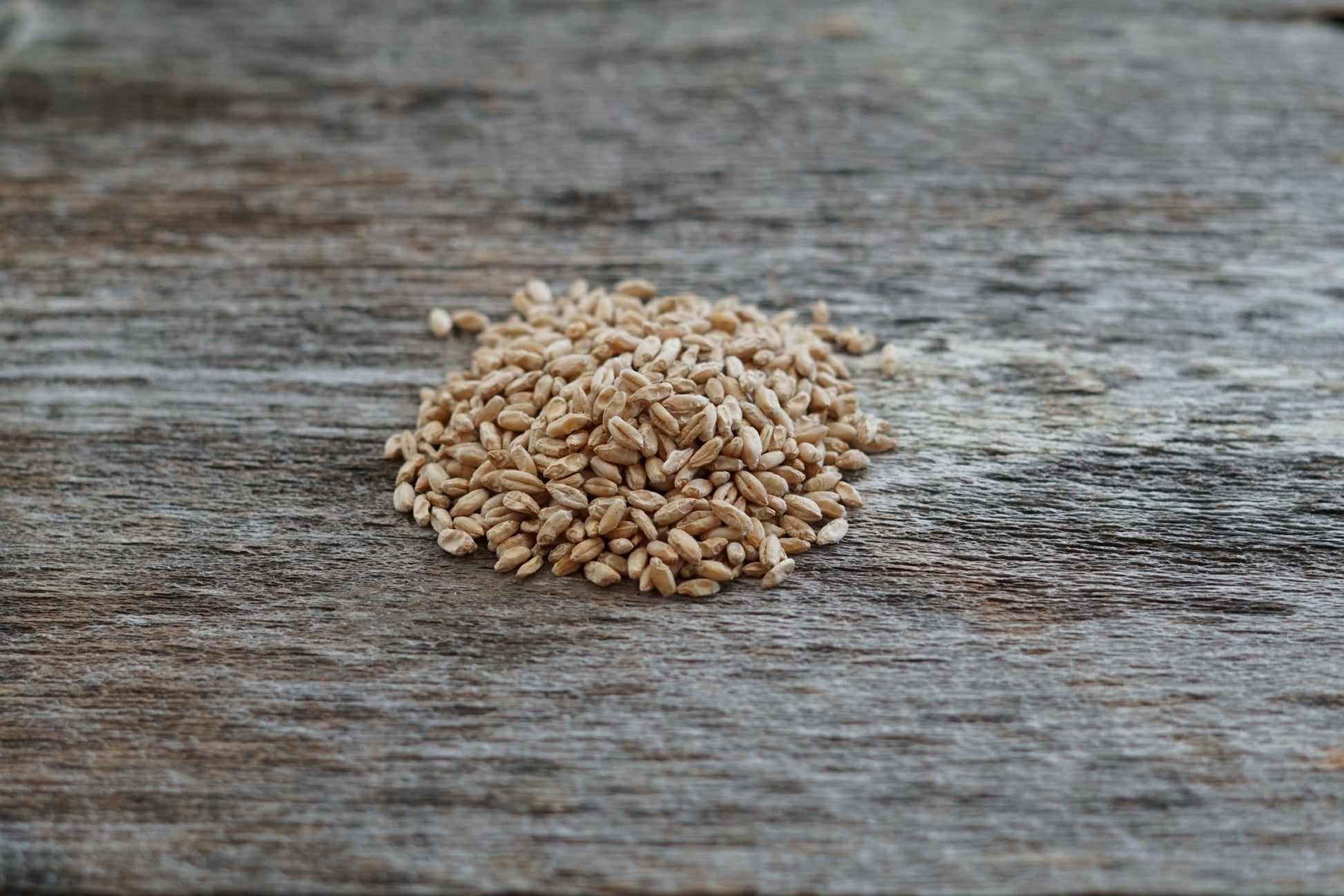 Winter Triticale - Hale Habitat & Seed