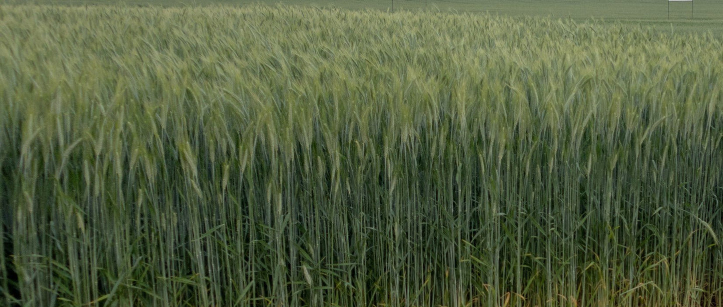 Winter Triticale - Hale Habitat & Seed
