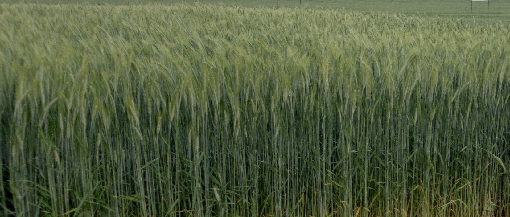 Winter Triticale - Hale Habitat & Seed
