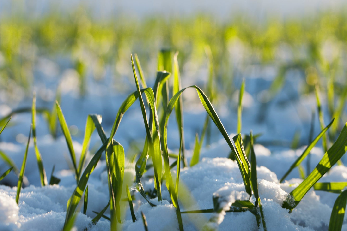 Winter Wheat - Hale Habitat & Seed