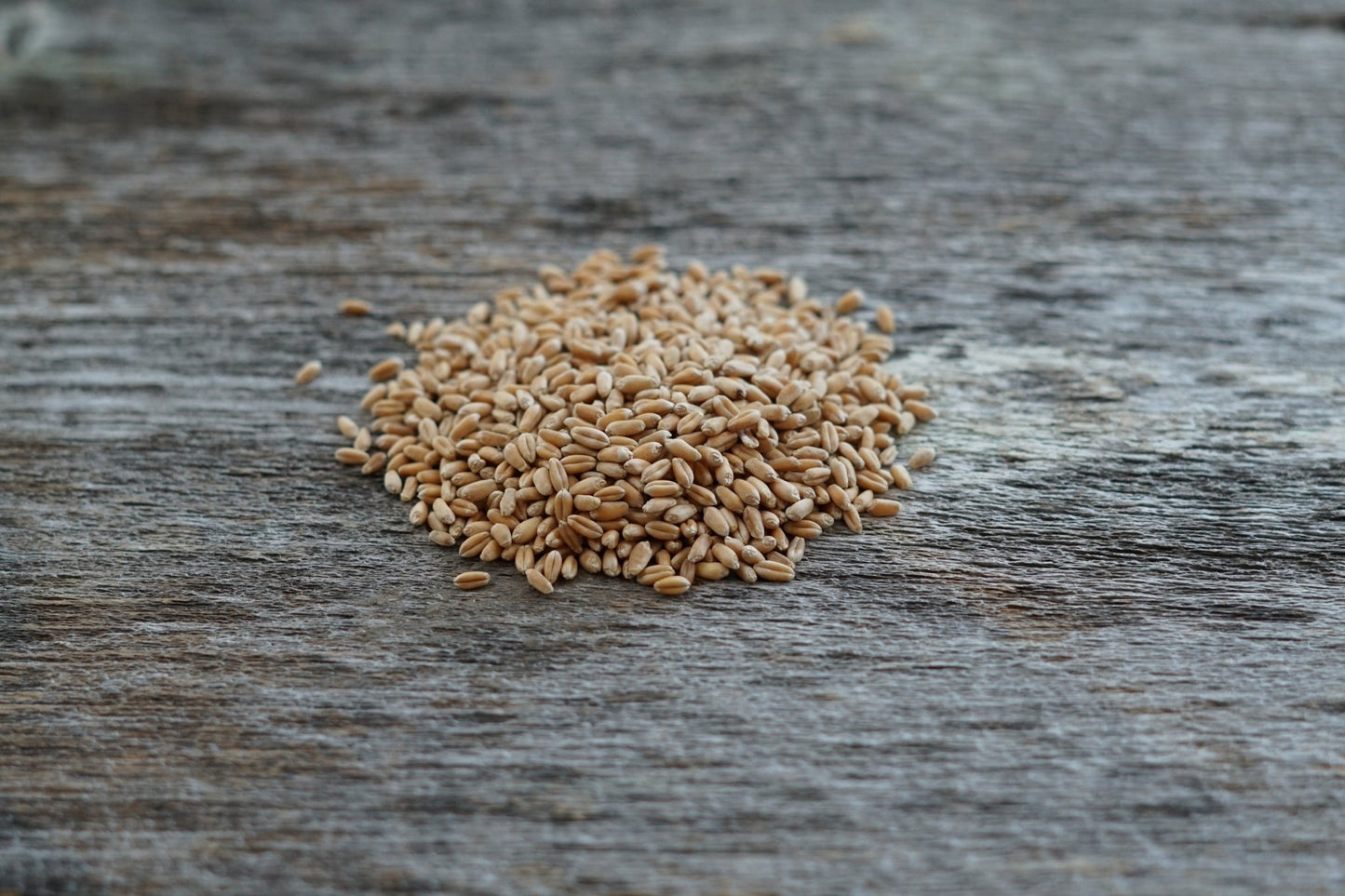 Winter Wheat - Hale Habitat & Seed
