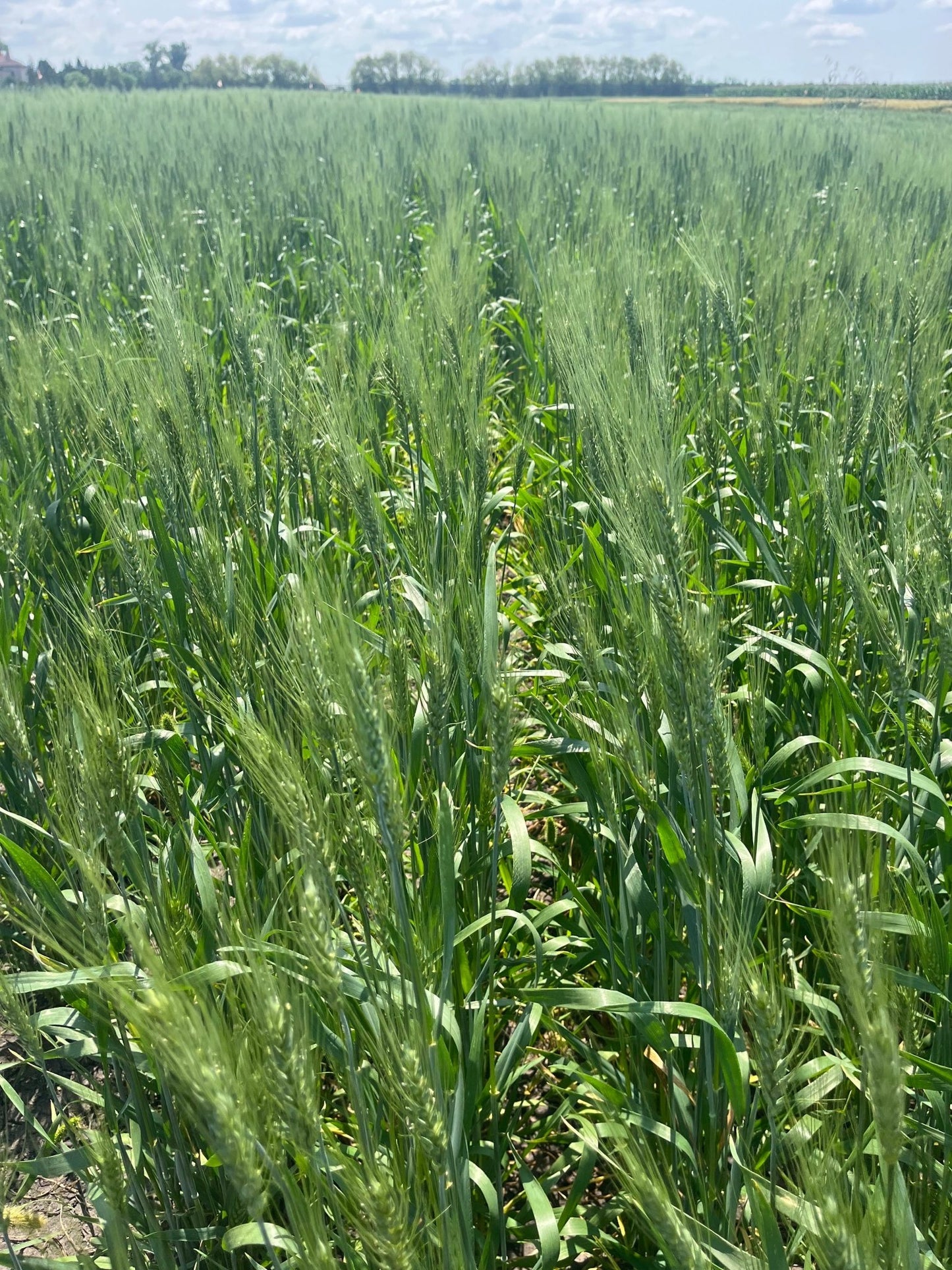 Winter Wheat - Hale Habitat & Seed