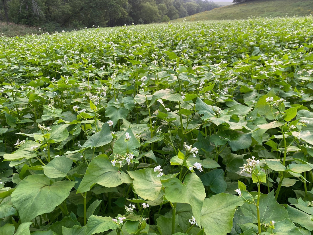 Introducing Certified Organic Food Plot Seed from Hale Habitat