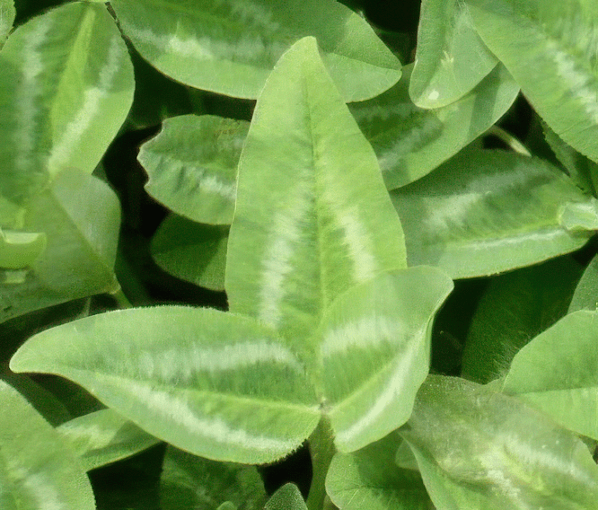 Kura Clover - The Ultimate Budget Friendly Food Plot - Hale Habitat & Seed
