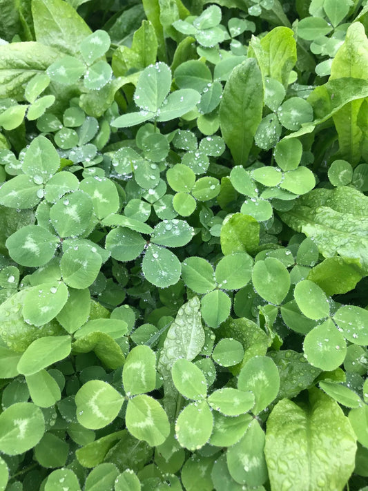 The Ultimate Guide to Food Plot Clovers - Hale Habitat & Seed