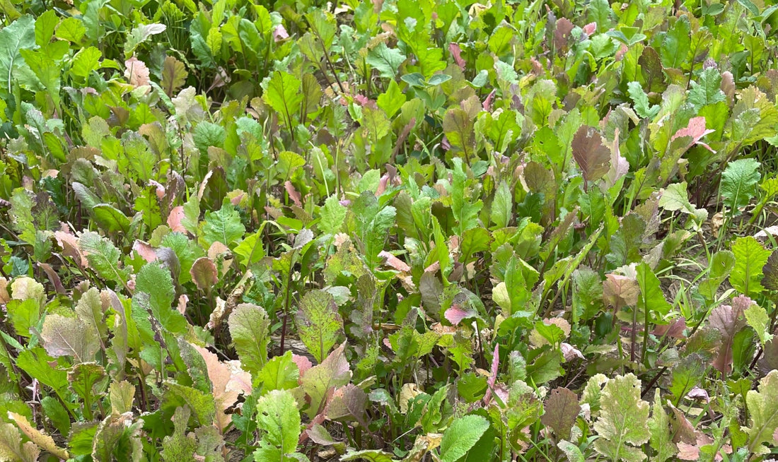 Too Much of a Good Thing? The Truth About Food Plot Seeding Rates - Hale Habitat & Seed
