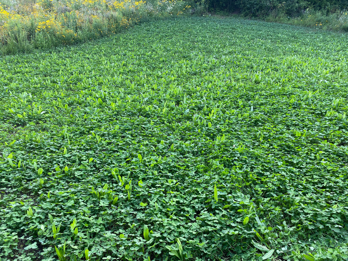 Clovers, Alfalfa, & Chicory - 1/2 Acre