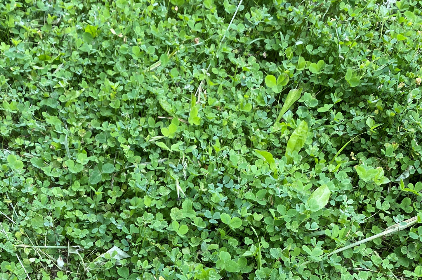 Clovers, Alfalfa, & Chicory - 1/2 Acre