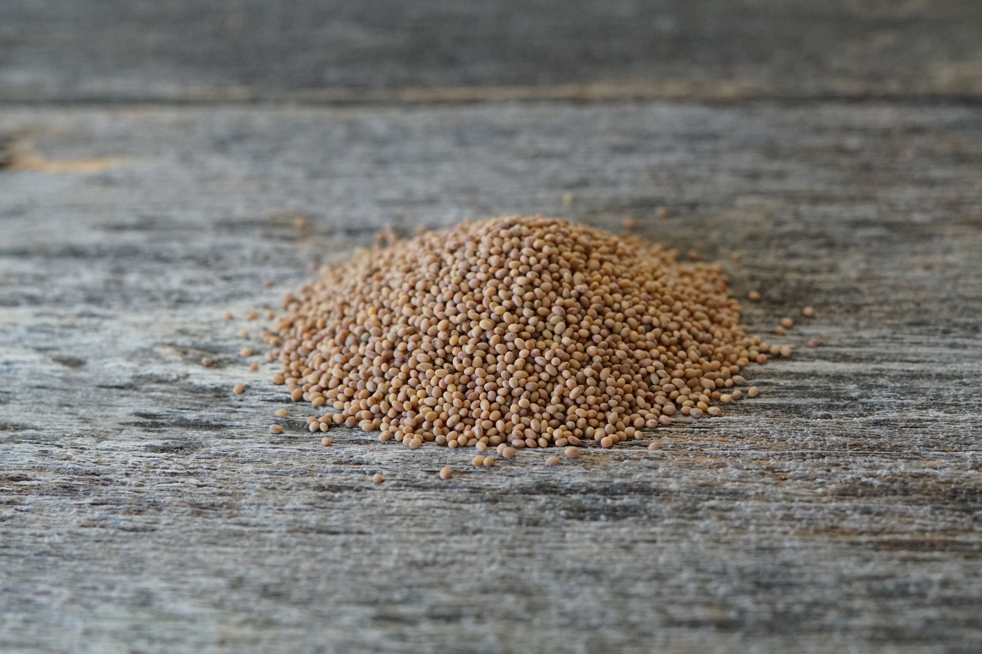 crimson herbicide Crimson Clover Seeds