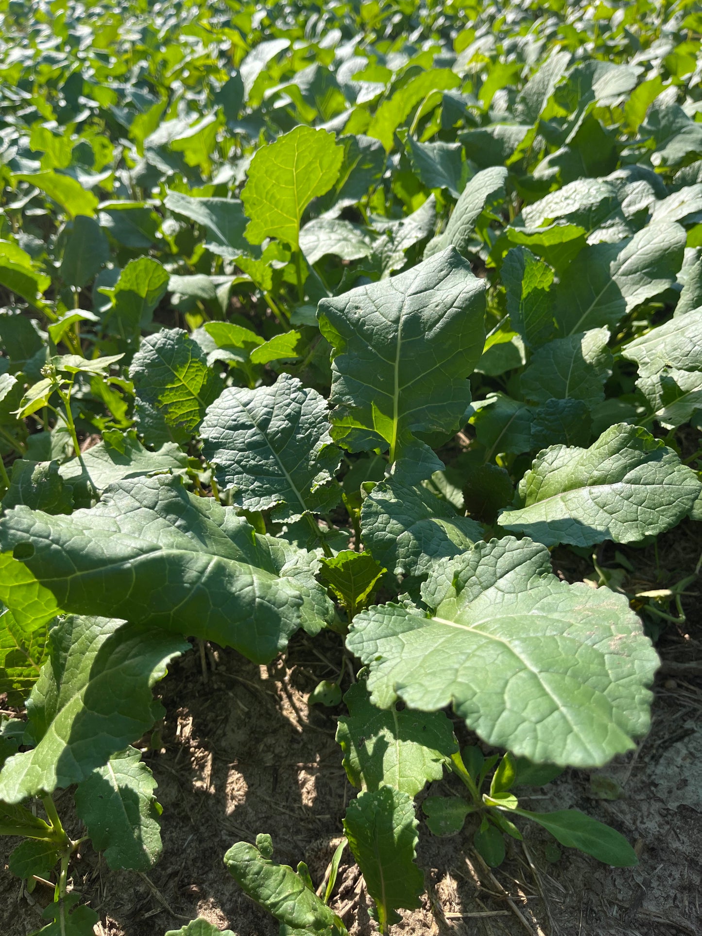 Cabbage, Radish, & Clovers - 1/2 Acre