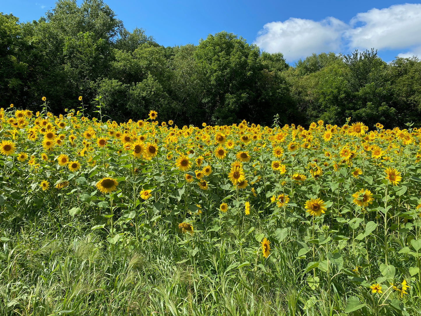 Forage Fortress - 1/4 Acre