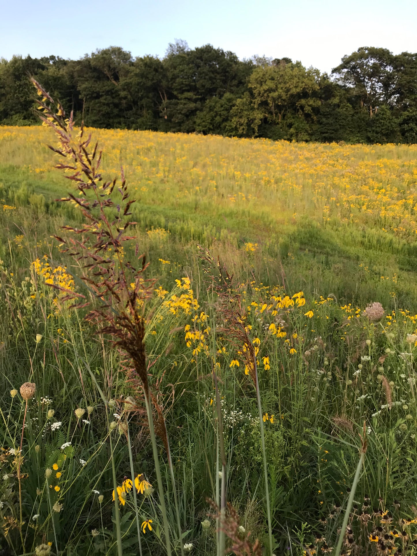 Indiangrass -2 lb