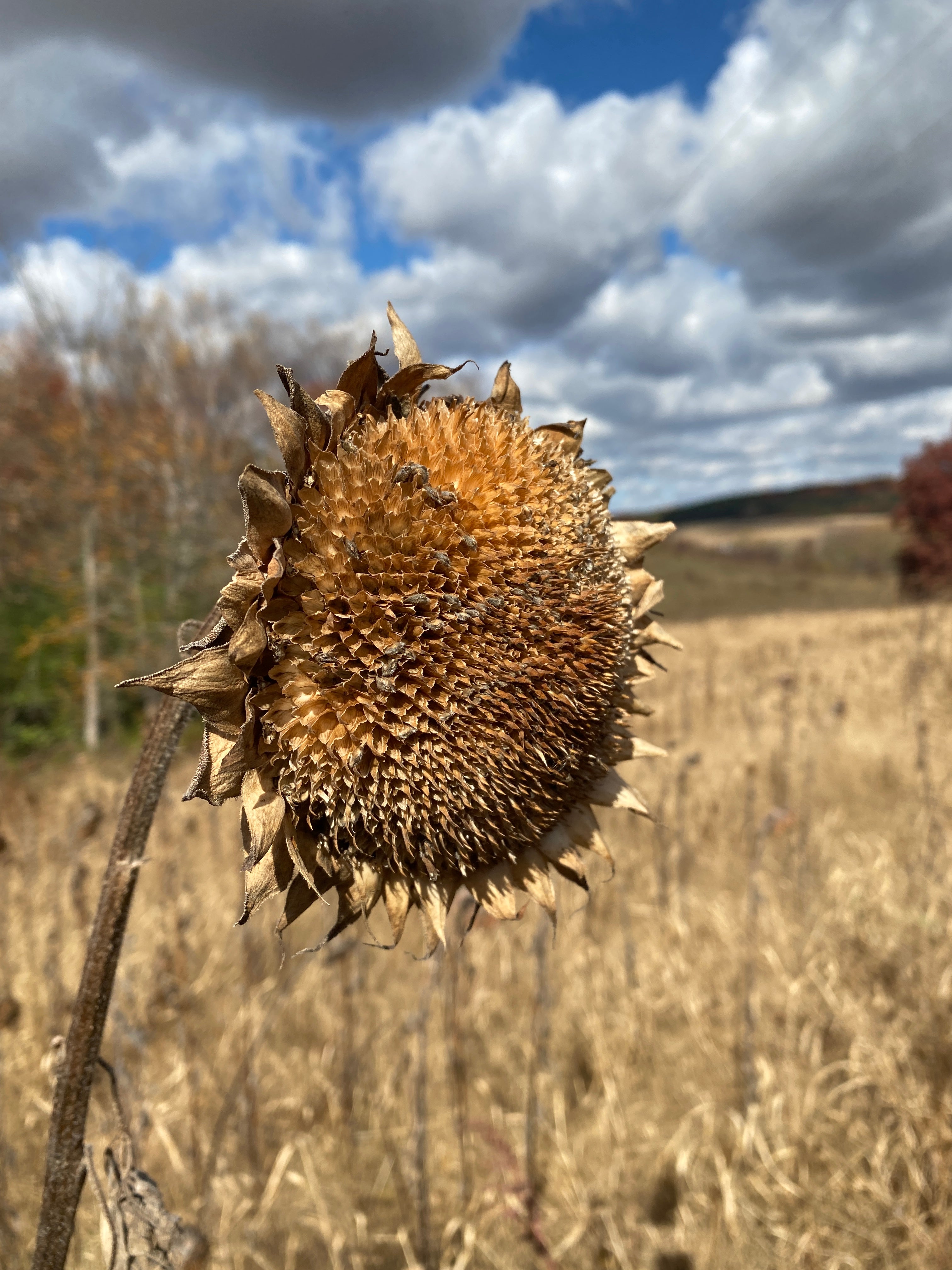 Peredovik sunflower online