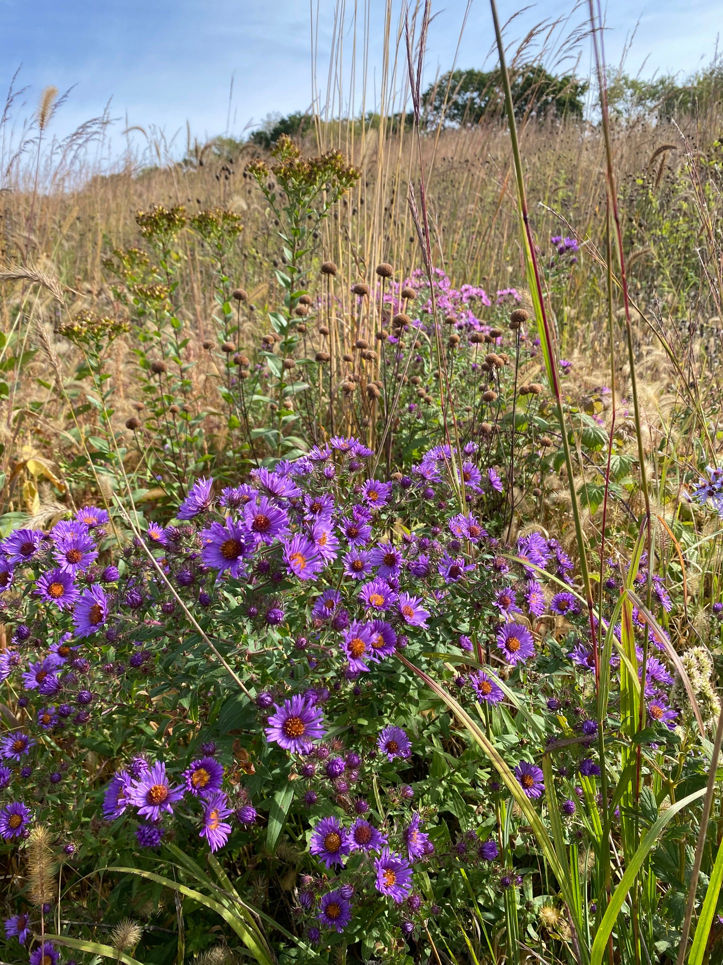 Native Grass & Wildflower Refuge - 1/4 Acre